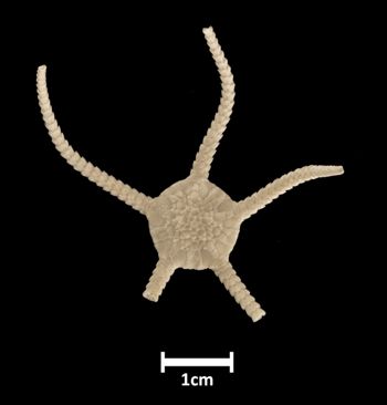 Media type: image;   Invertebrate Zoology OPH-508 Description: Top down view of single ophiuroid specimen with a scale bar.;  Aspect: dorsal